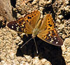 Hackberry Emperor