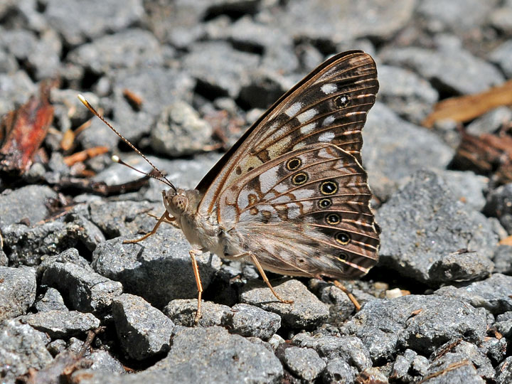 Hackberry Emperor