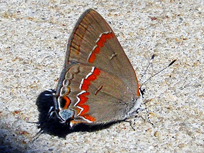 Red-banded Hairstreak