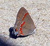 Red-banded Hairstreak