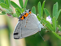 Gray Hairstreak