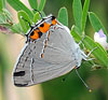 Gray Hairstreak