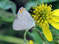 Gray Hairstreak