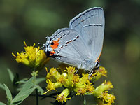 Gray Hairstreak