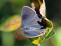 Gray Hairstreak
