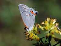Gray Hairstreak