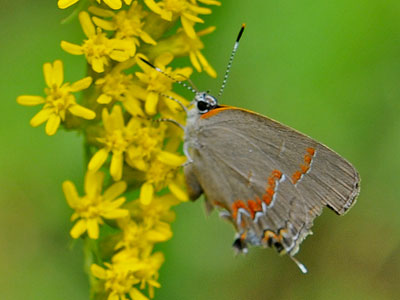 Red-banded Hairstreak