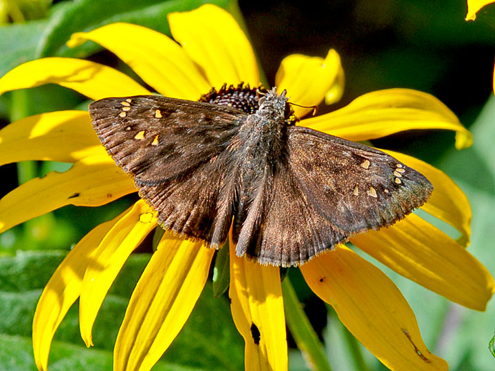 Horace's Duskywing