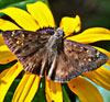 Horace's Duskywing