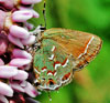 Juniper Hairstreak