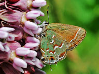Juniper Hairstreak