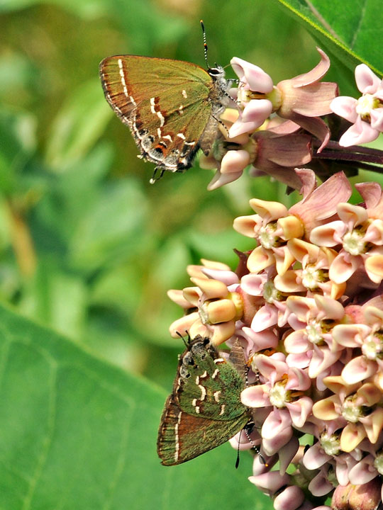 Juniper Hairstreak