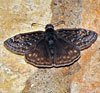 Juvenal's Duskywing