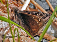 Juvenal's Duskywing