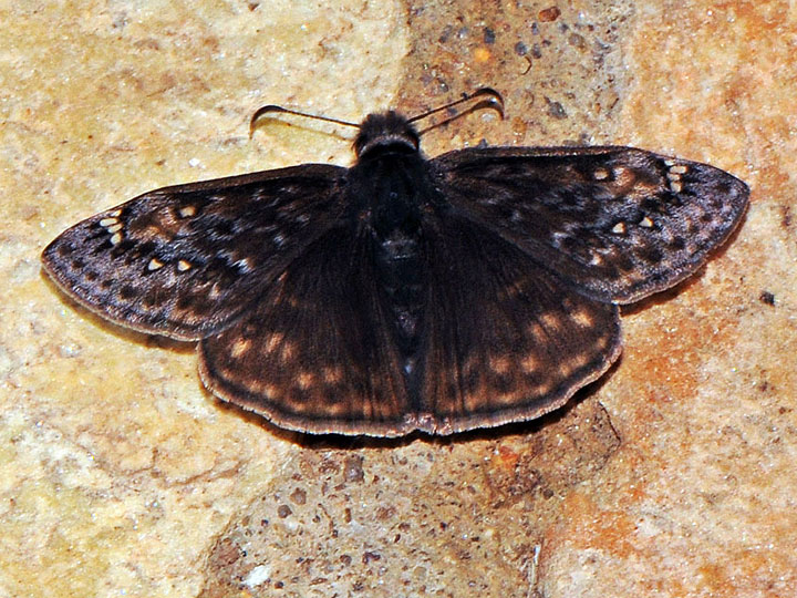 Juvanal's Duskywing