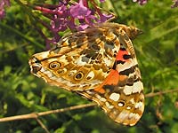 Painted Lady Butterfly