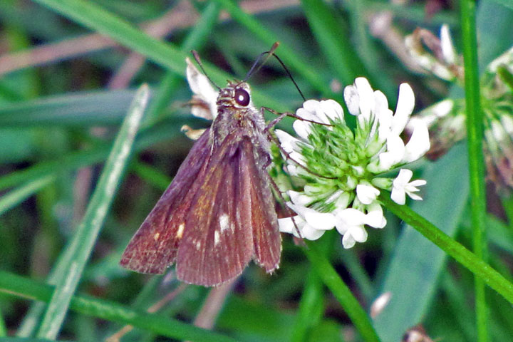 Little Glassywing