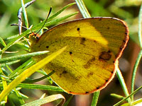 Little Yellow