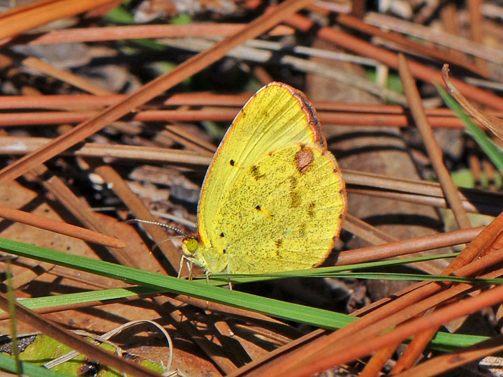 Little Yellow