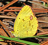 Little Yellow Butterfly