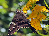 Long-tailed Skipper