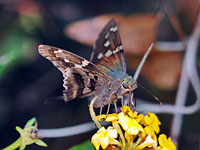 Long-tailed Skipper