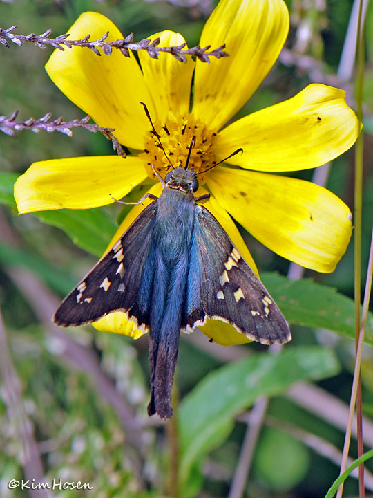 Long-tailed Skipper