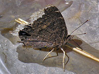 Mourning Cloak Butterfly