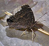 Mourning Cloak