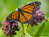 Monarch