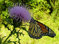 Monarch