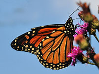 Monarch