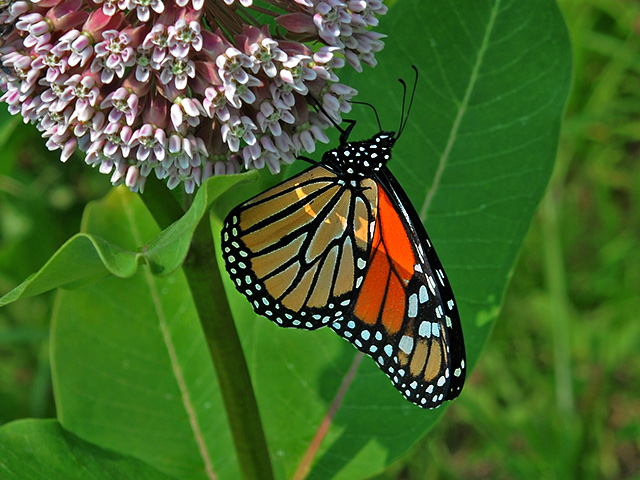 Monarch