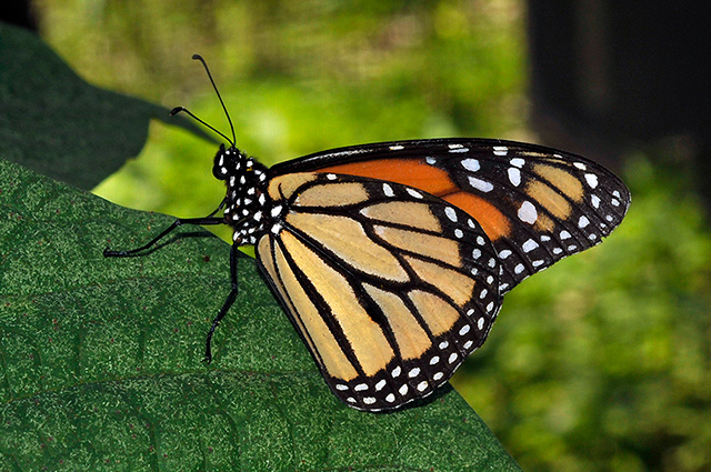 Monarch