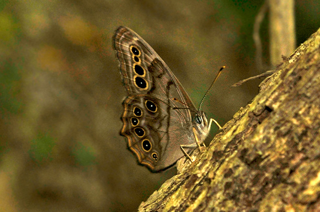 Northern Pearly Eye