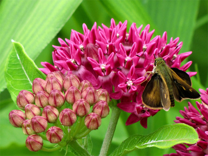 Northern Broken-Dash nectaring on milkweed