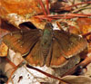 Northern Cloudywing