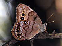 Northern Pearly Eye