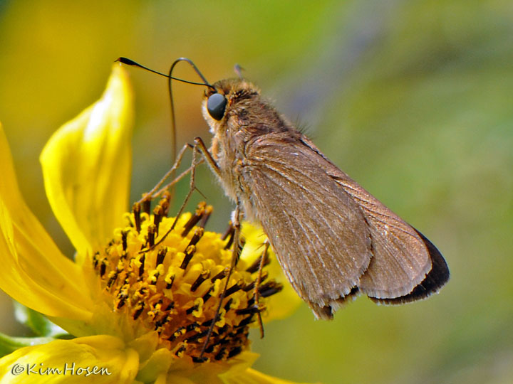 Ocola Skipper