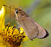 Ocola Skipper