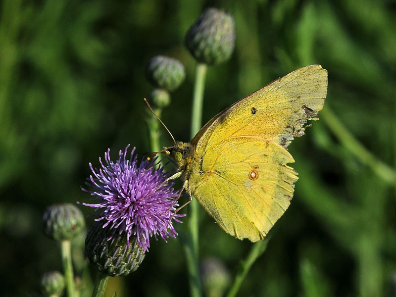 Orange Sulphur