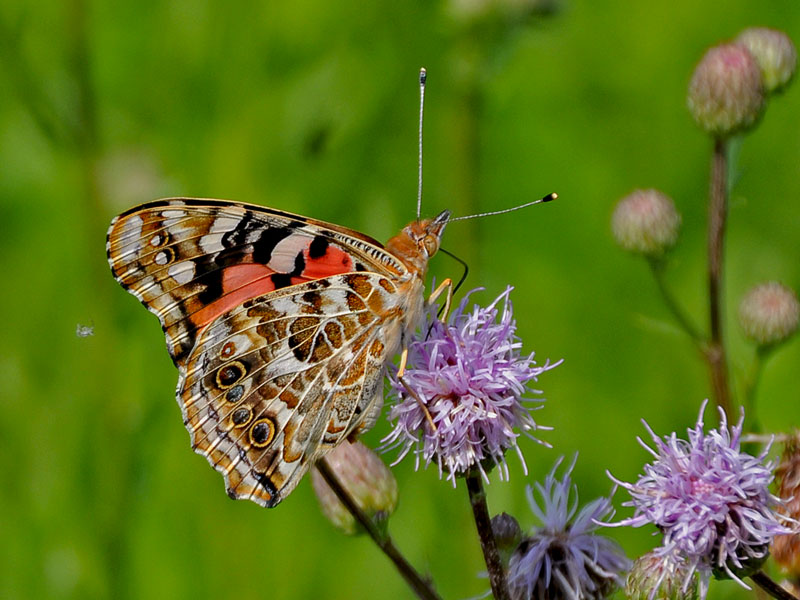 Painted Lady Butterfly