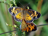 Pearl Crescent mating