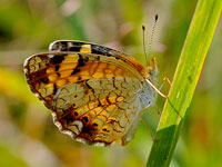 Pearl Crescent Butterfly