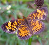 Pearl Crescent