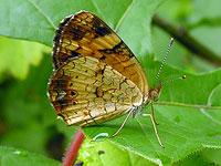 Pearl Crescent