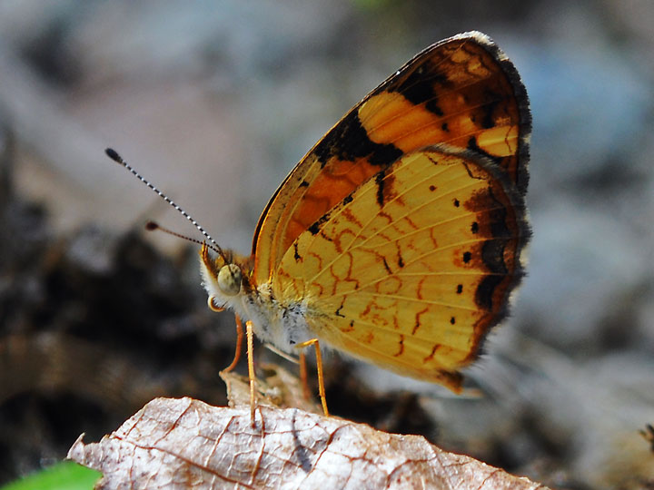 Pearl Crescent
