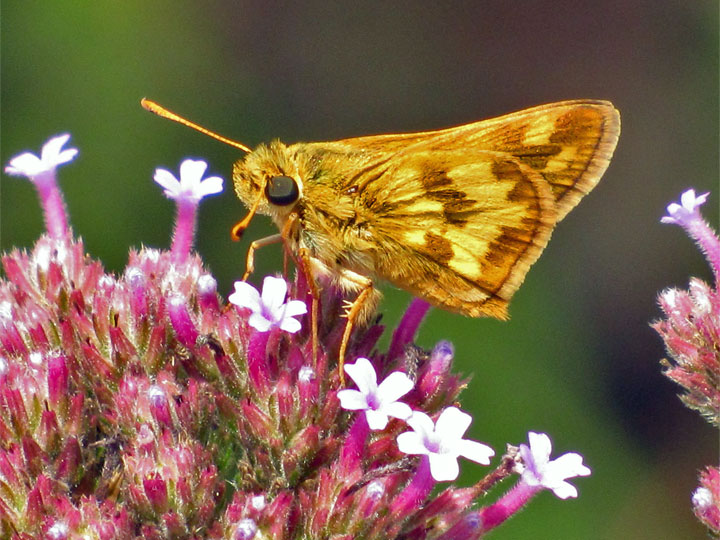Peck's Skipper