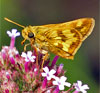 Peck's Skipper