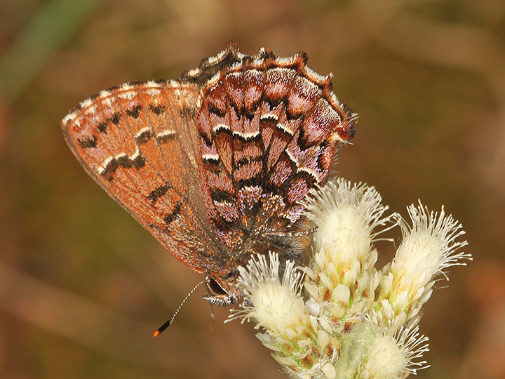 Pine Elfin